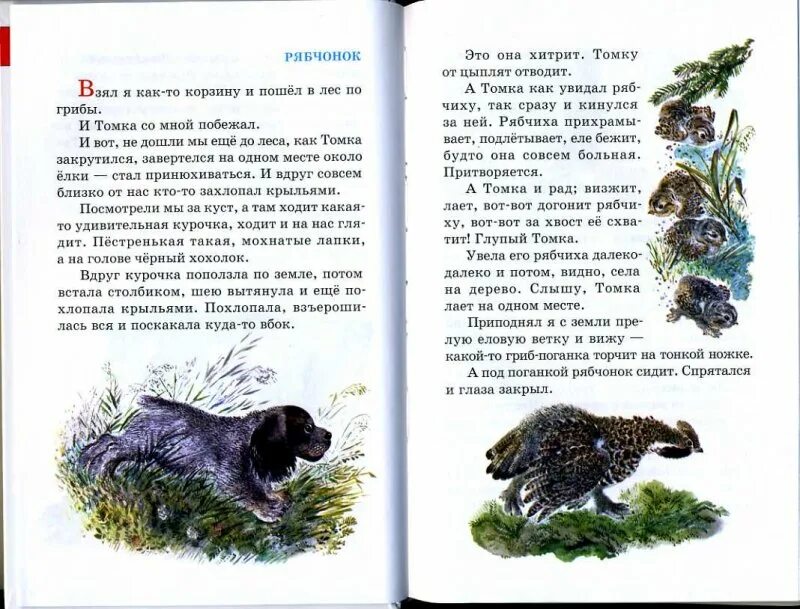 Рассказы про животных 3 класс. Рассказы про животных 3 класс
