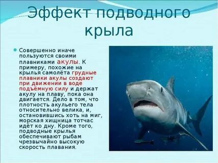 Зачем акуле