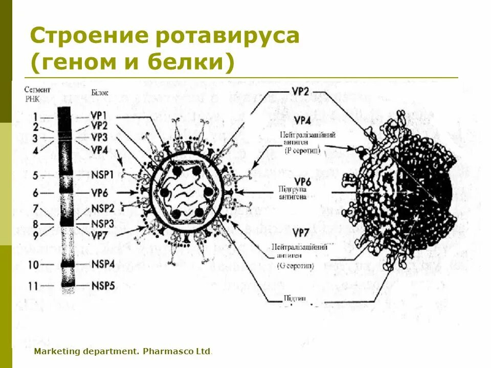 Где нет ротавируса на черном. Ротавирусы микробиология строение. ротавирус строение. ротавирус структура вириона. схема строения вириона ротавируса.