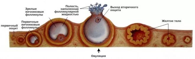 Фаликула