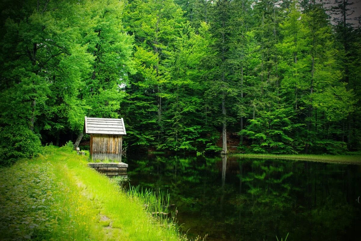 Где то среди леса среди леса. Лесной прудик. Пруд в лесу. Небольшой лес. Маленькое озеро в лесу.