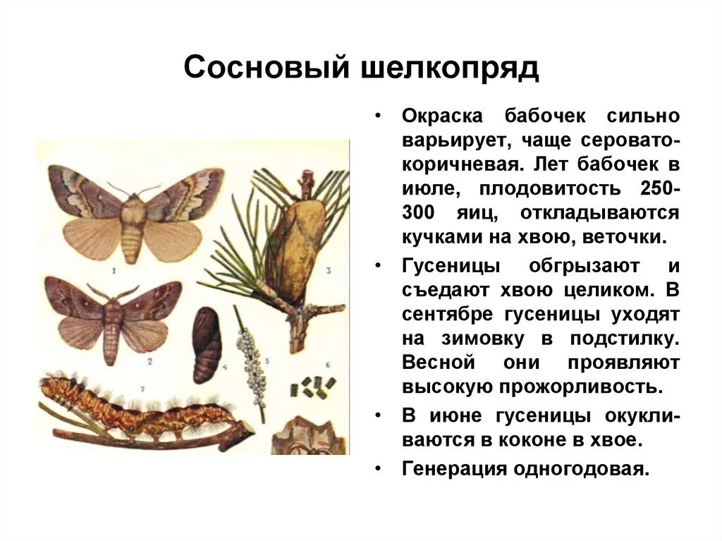 Какой тип развития характерен для бабочек. Тутовый шелкопряд вредитель. Сосновый шелкопряд бабочка. Непарный шелкопряд вредитель леса. Сибирский коконопряд шелкопряд.