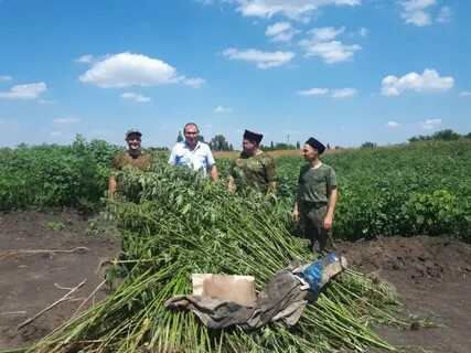 Погода красное поле