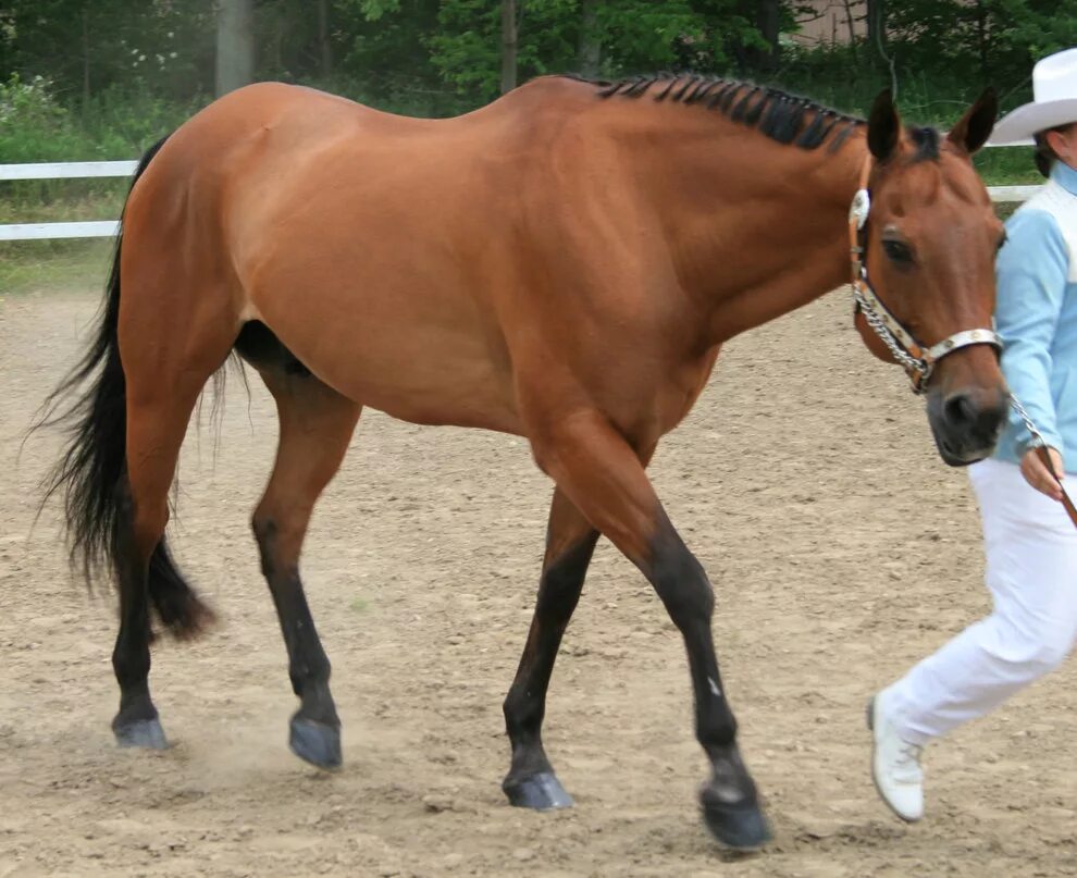 Horse перевести. Bay Horse. Light Bay Horse. Лошадь на доске. Cleveland Bay Horse.