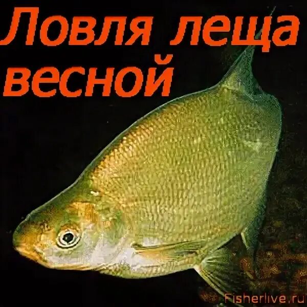 Ловля леща весной с берега. Что любит лещ весной. багрим леща весной. место ловли леща весной. где стоит лещ весной.