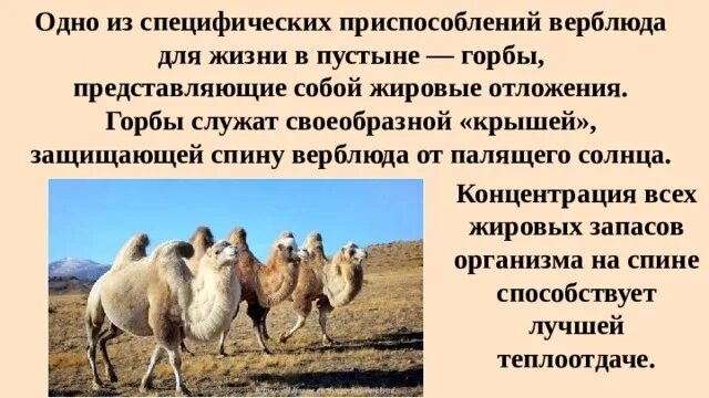 Животные с физиологической адаптацией. Морфологические адаптации верблюда. Доклад про верблюда. Приспособленность организмов физиологическая адаптация. Приспособленность верблюда к пустыне.