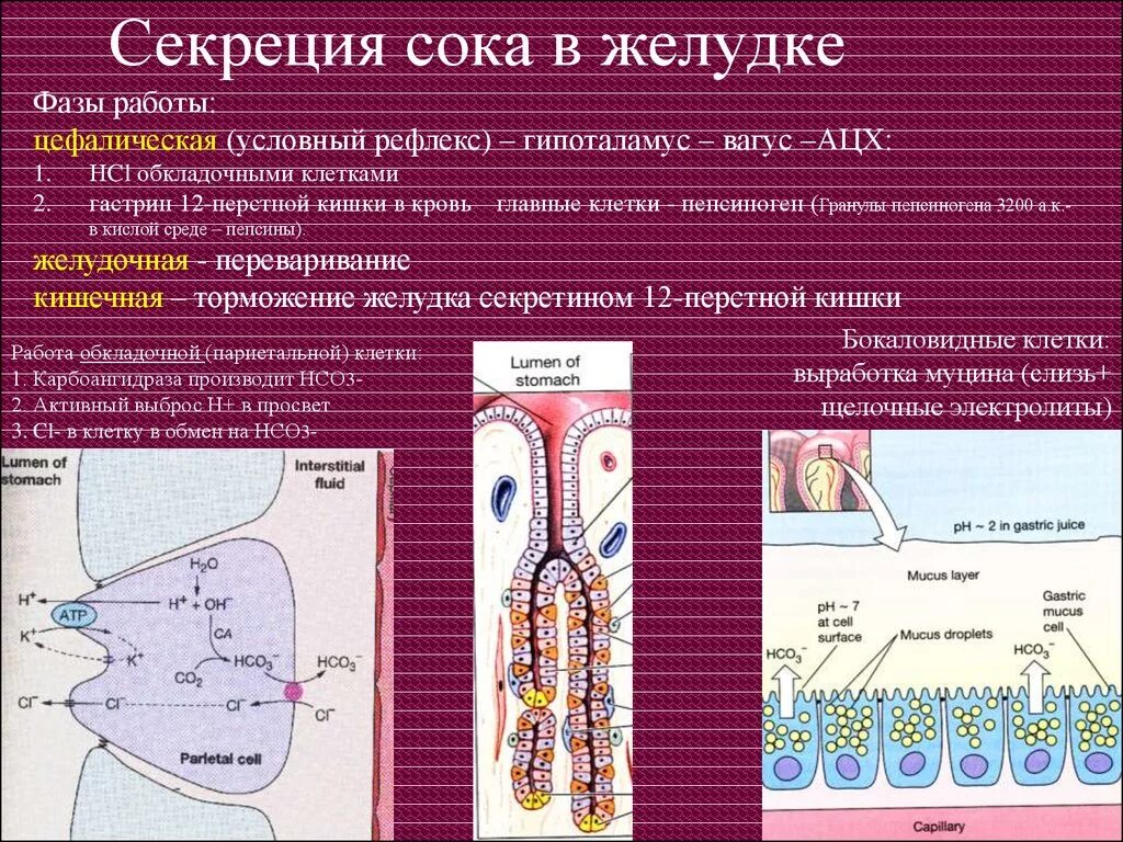 Функции париетальных клеток желудка. Париетальные (обкладочные) клетки желудка секретируют:. Фазы секреции кишечного сока. Секреция клеток желудка. Слизистые клетки вырабатывают