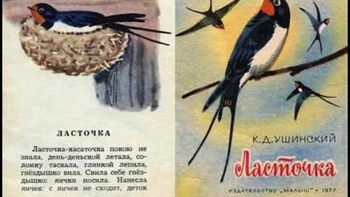 Ушинский Ласточка книга. К.Д.Ушинский рассказы для детей Ласточка. Ласточка стихотворение рубцова