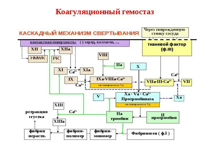 Программа биохимия