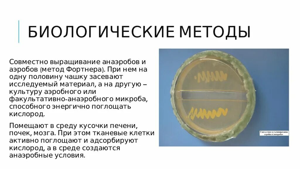 Способы культивирования анаэробов. Биологический метод культивирования анаэробов. Методы выделения чистых культур микробиология. Биологические методы выделения чистых культур. 2.