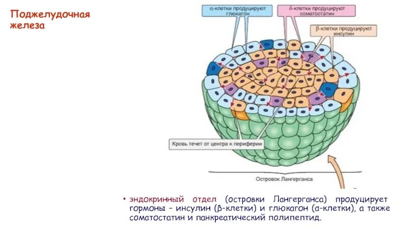 Инсулин синтезируется клетками островков лангерганса. Клетки островков поджелудочной железы. Альфа клетки островков Лангерганса. Инсулин островки Лангерганса. Строение поджелудочной железы островки Лангерганса.