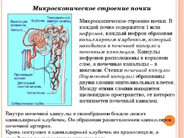 Строение нефрона. Строение нефрона и образование мочи. Микроскопическое строение почки. В капиллярный почечный клубочек поступает кровь. Клетки нефронов почек