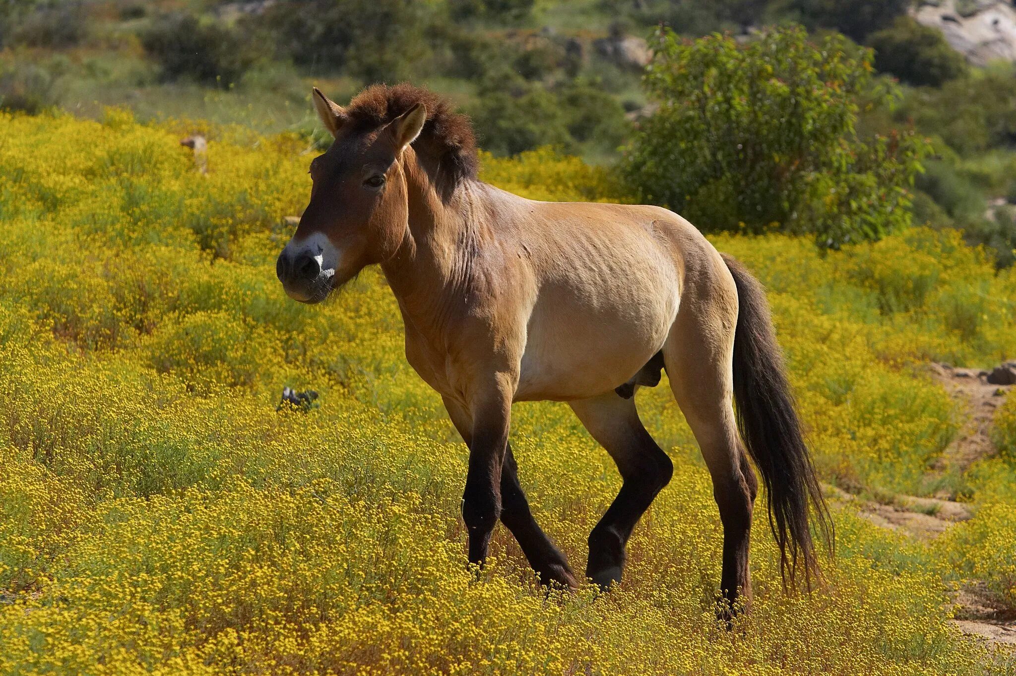 Лошадь Пржевальского. Дикая лошадь Тарпан. Лошадь Пржевальского Equus przewalskii. Пржевальский лошадь Пржевальского. Тарпан лошадь