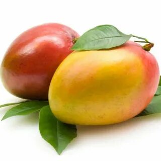Arsip mango