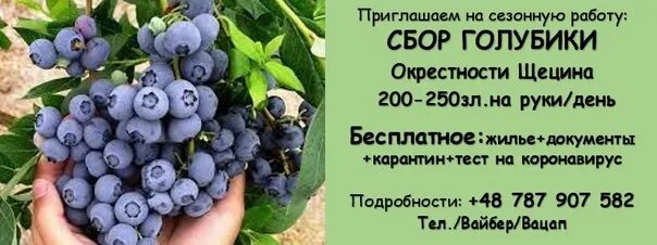 Голубика 100 грамм сколько. Голубика 100 грамм сколько