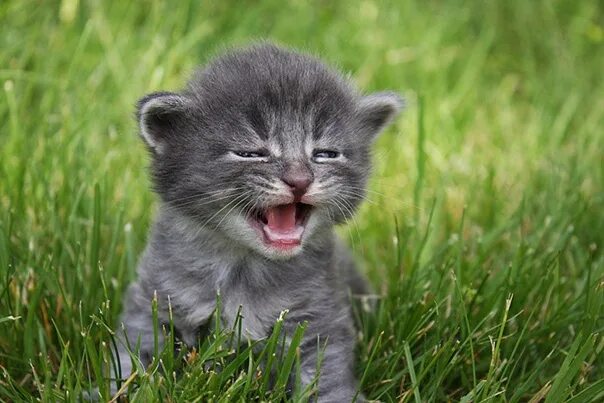 Звук маленьких котов. Серый котёнок. Котенок мяукает. Котенок мяучит. Котенок рычит.