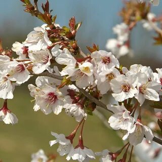 Prunus oil