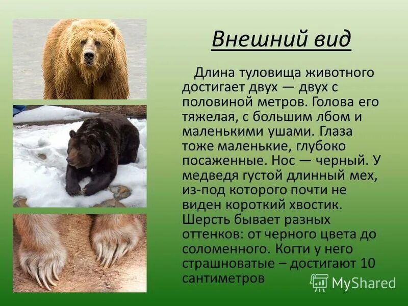 Бурый медведь презентация огэ. Бурый медведь. Презентация на тему бурый медведь. Медведь огэ. Бурый медведь презентация.