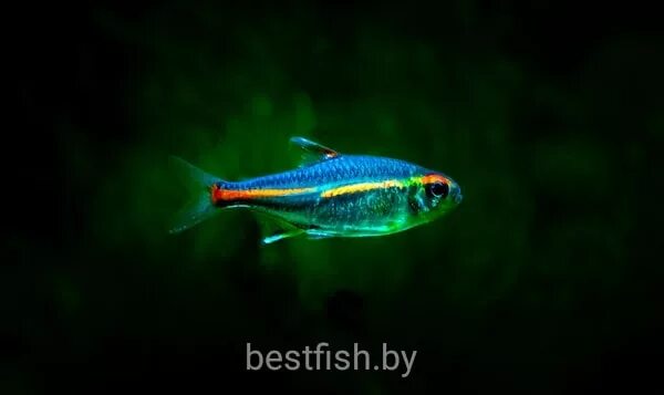 Рыбка светлячок. Расбора красноносая. Грацилис рыбка эритрозонус. Рыбка светлячок. Рыбка светлячок.