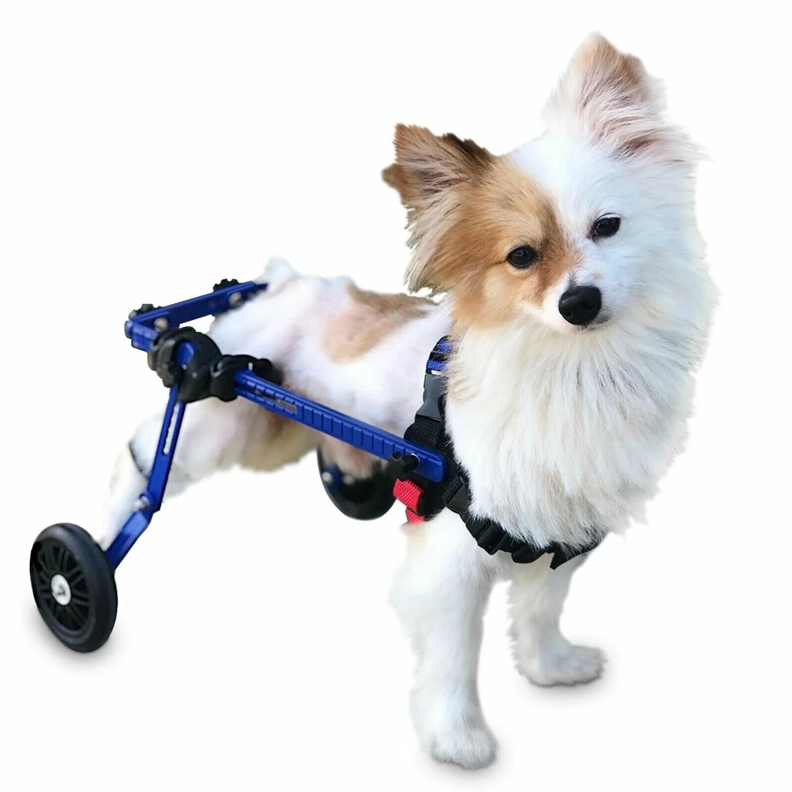 Коляска для собак инвалидов. Коляска walkin wheels. коляска для собак walkin&#039; wheels. инвалидная коляска для маленьких собак.