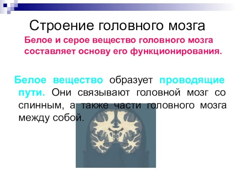 Серое вещество головного мозга функции. Головной мозг строение серое и белое вещество. Белое и серое вещество головного мозга функции. Серое и белое вещество головного. Функции серого вещества головного мозга