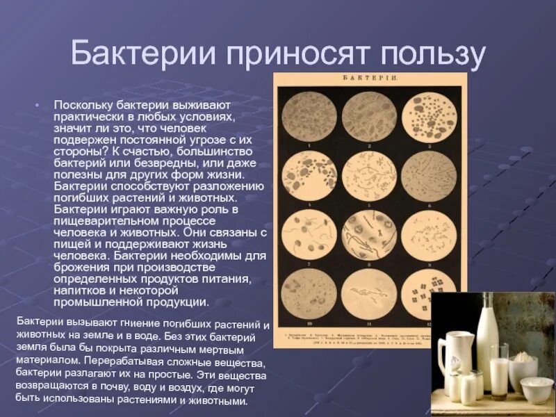 Какой вред наносят бактерии. Какую пользу приносят микроорганизмы. Вредные бактерии вызывают. Микробы вредные для человека. Какой вред бактерии наносят человеку.