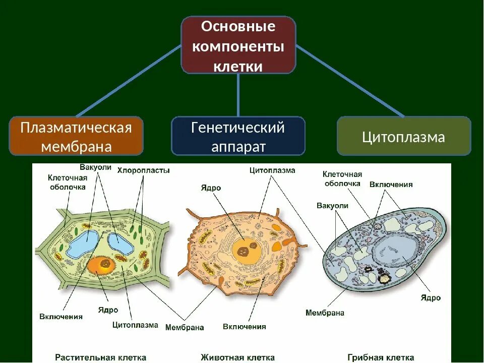 Функции составляющих клетки. Структурные компоненты клетки схема. Клетка основные структуры клетки. Основные структурные компоненты клетки. Основные части клетки схема.