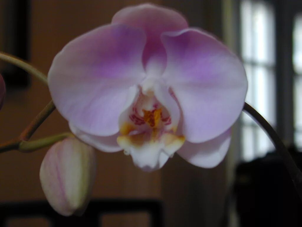 Орхидея с Pistil напоминающим, который подогнали тигра Стоковое Изображение - из