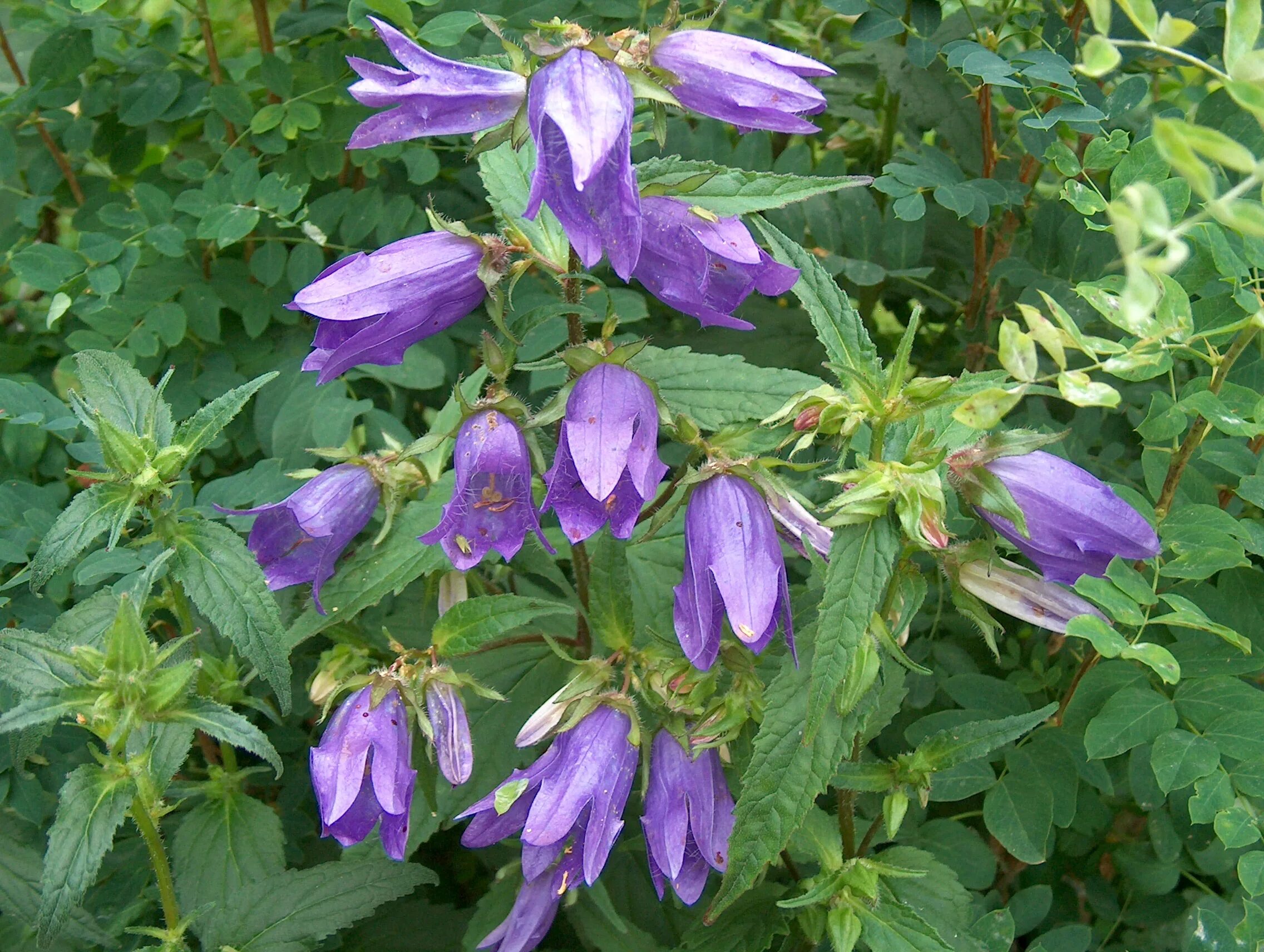 Колокольчик крапиволистный. Колокольчик крапиволистный Campanula trachelium. Луговой колокольчик крапиволистный. Колокольчик крапиволистный Бернис. Колокольчик растения из семейства колокольчиковых цвет