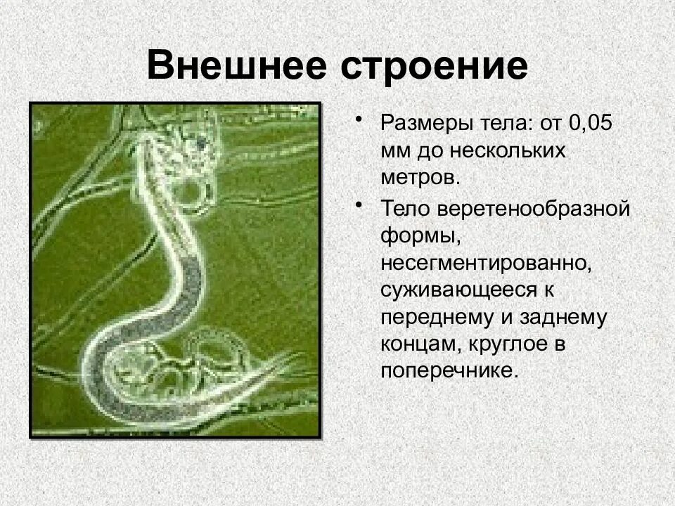 Черви особенности внешнего строения. Круглые черви форма тела. круглые черви внешнее строение. веретенообразная форма тела червей. размеры организмов.