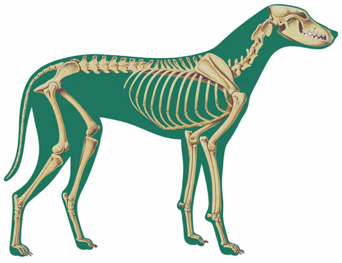 Скелет млекопитающих скелет собаки. Костный скелет собаки. Скелет собаки анатомия костей.