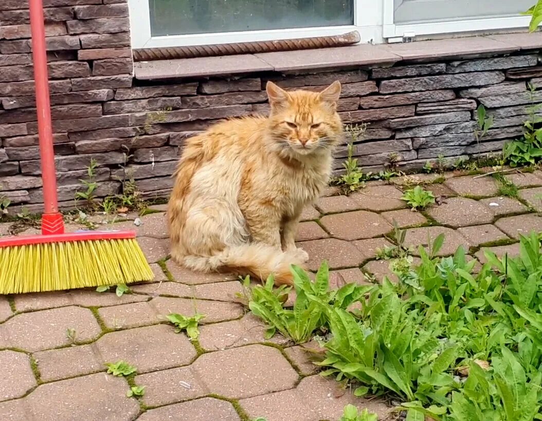 Кот в снегу. Котенок крадет подарок. Ели ходит котик. Рыжий кот в снегу. Кот за столом.