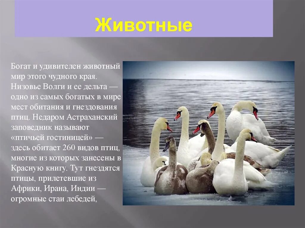 Проект заповедник 3 класс окружающий мир презентация к уроку по обществознанию в 6 классе