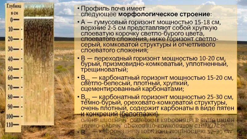 Географическое положение полупустынных почв. Почвенный профиль бурые полупустынные почвы. почвенный горизонт бурых полупустынных почв. мощность гумусового горизонта. мощность гумусового горизонта почв.