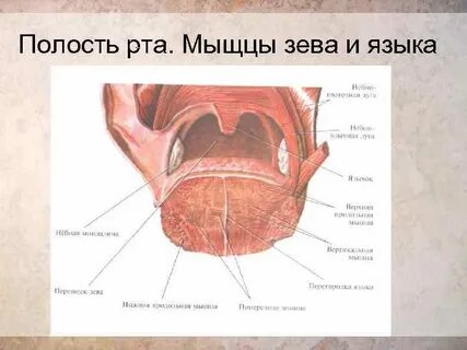 Полость рта язык