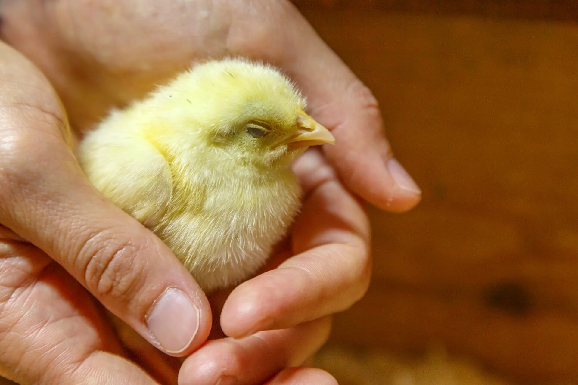 Видеть во сне цыплят. Маленькие цыплята. Желтый цыпленок. Цыпленок в руках. Цыплята желтые маленькие.