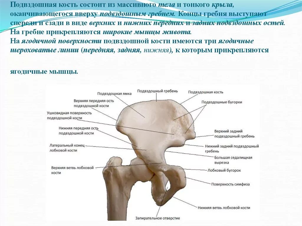 Нижняя подвздошная кость. Анатомия крыла подвздошной кости. Подвздошная кость гребень. Подвздошная кость наружная поверхность. Тазовая кость гребень подвздошной кости.