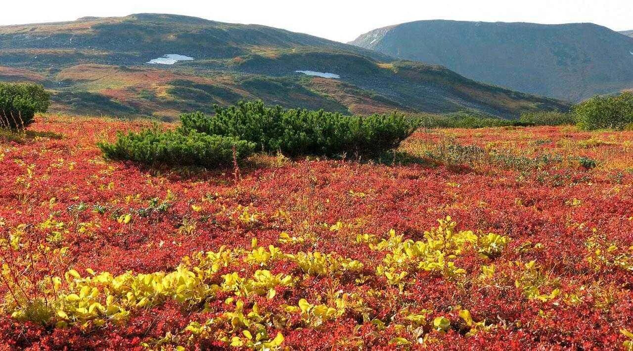 Тундра растительность. Горная тундра. Кустарнички тундры. Кустарниковая тундра России. Южная кустарниковая тундра.