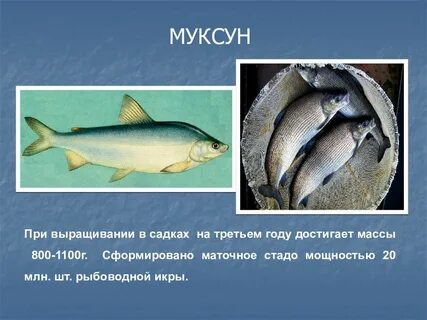 Муксун рыба описание