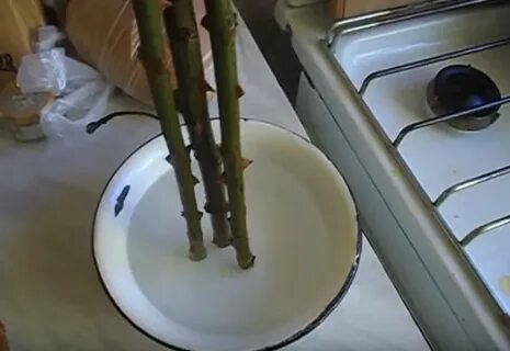 Что делать если розы опустили головы