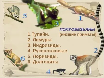 Низшие обезьяны