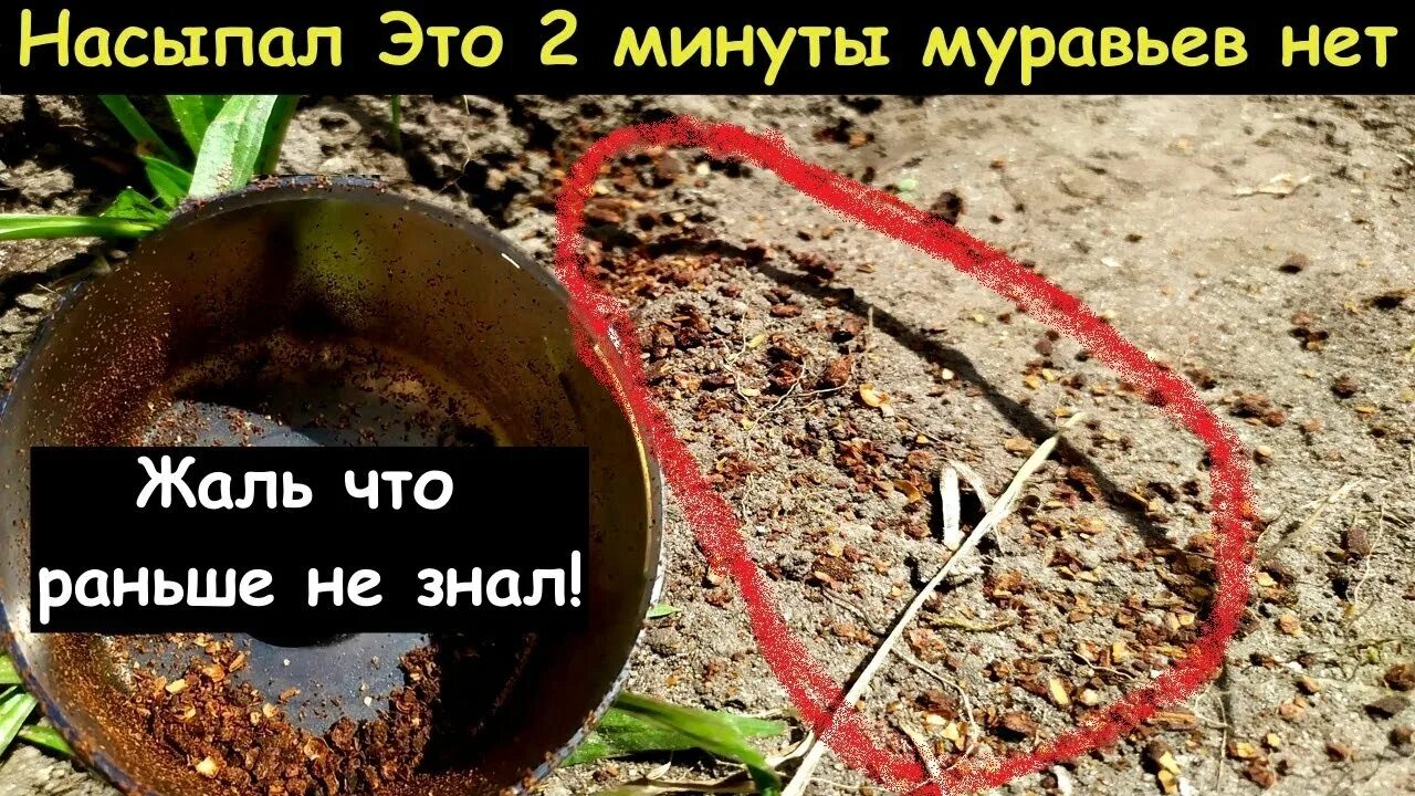 Как избавиться от муравьев на улице. Избавляемся от муравьев в огороде. борьба с муравьями на садовом участке народными средствами навсегда.