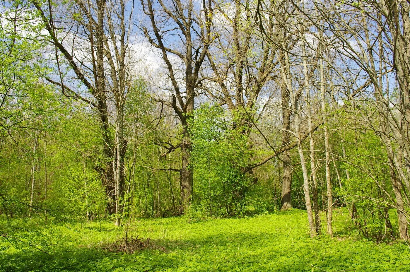 1 мая трава. Весенние деревья в лесу. Лес весной. Лес в начале мая.