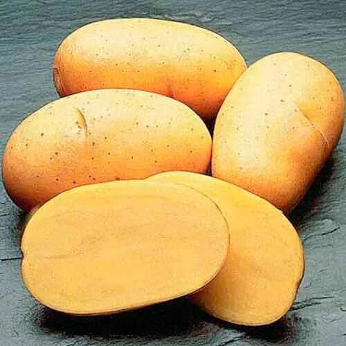 Картофель ласунок купить. Картофель желтый. Плоский сорт картофеля. Фермер картофель.