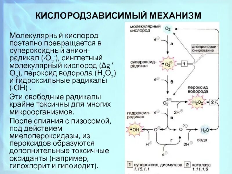 Супероксидный радикал. Активные формы кислорода: супероксидный анион. Синглетный и триплетный кислород. Синглетный кислород. Синглетные формы кислорода это.