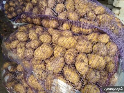 Картофель опт краснодарский