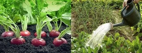 Сыворотка для огорода применение