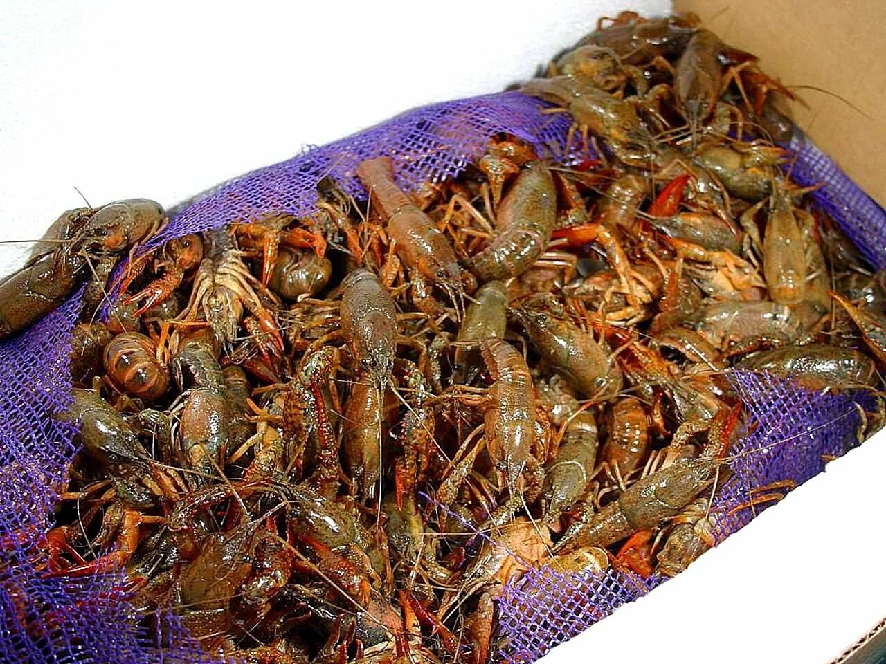 Выращиваем живых Рачков. Раковое хозяйство. Crawfish живой. Раковая ферма в Подмосковье.