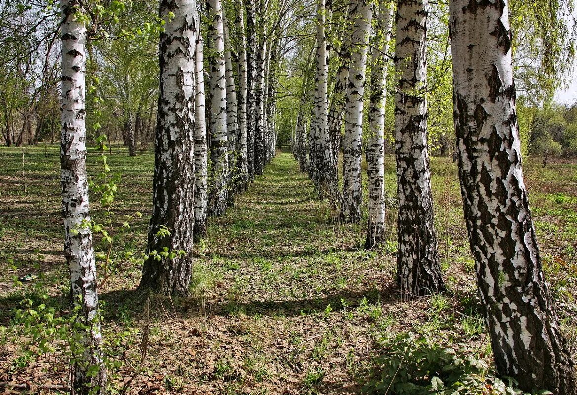 Пр березовый. Березовая роща томск. Берёзовая роща курск. Пр березовый. Сокольники парк берёзовая аллея.
