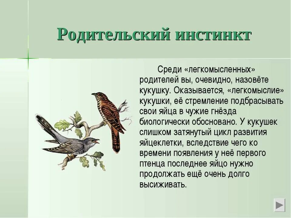 Почему голос кукушки назван стеклянными звучит. Почему Кукушка подбрасывает яйца в чужие гнезда. Почему Кукушка подбрасывает яйца в чужие гнезда кратко. Почему Кукушка подбрасывает. Зачем кукушки подбрасывают свои яйца в гнезда.